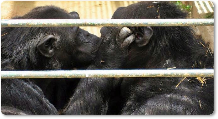 AnimaNaturalis pide el cierre del Zoo Safari y que se investigue la muerte de Adán y Eva AnimaNaturalis pide el cierre del Zoo Safari y que se investigue la muerte de Adán y Eva