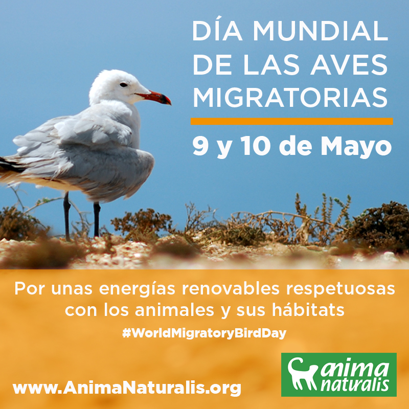 Día Mundial de las Aves Migratorias Día Mundial de las Aves Migratorias