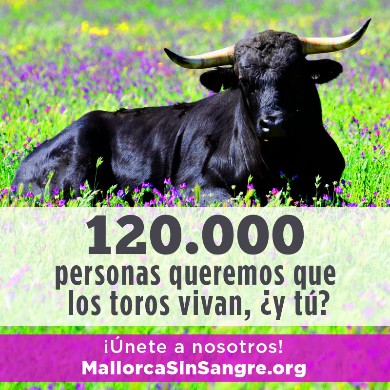 Mallorca Sin Sangre supera toda expectativa alcanzando ya las 120.000 firmas Mallorca Sin Sangre supera toda expectativa alcanzando ya las 120.000 firmas