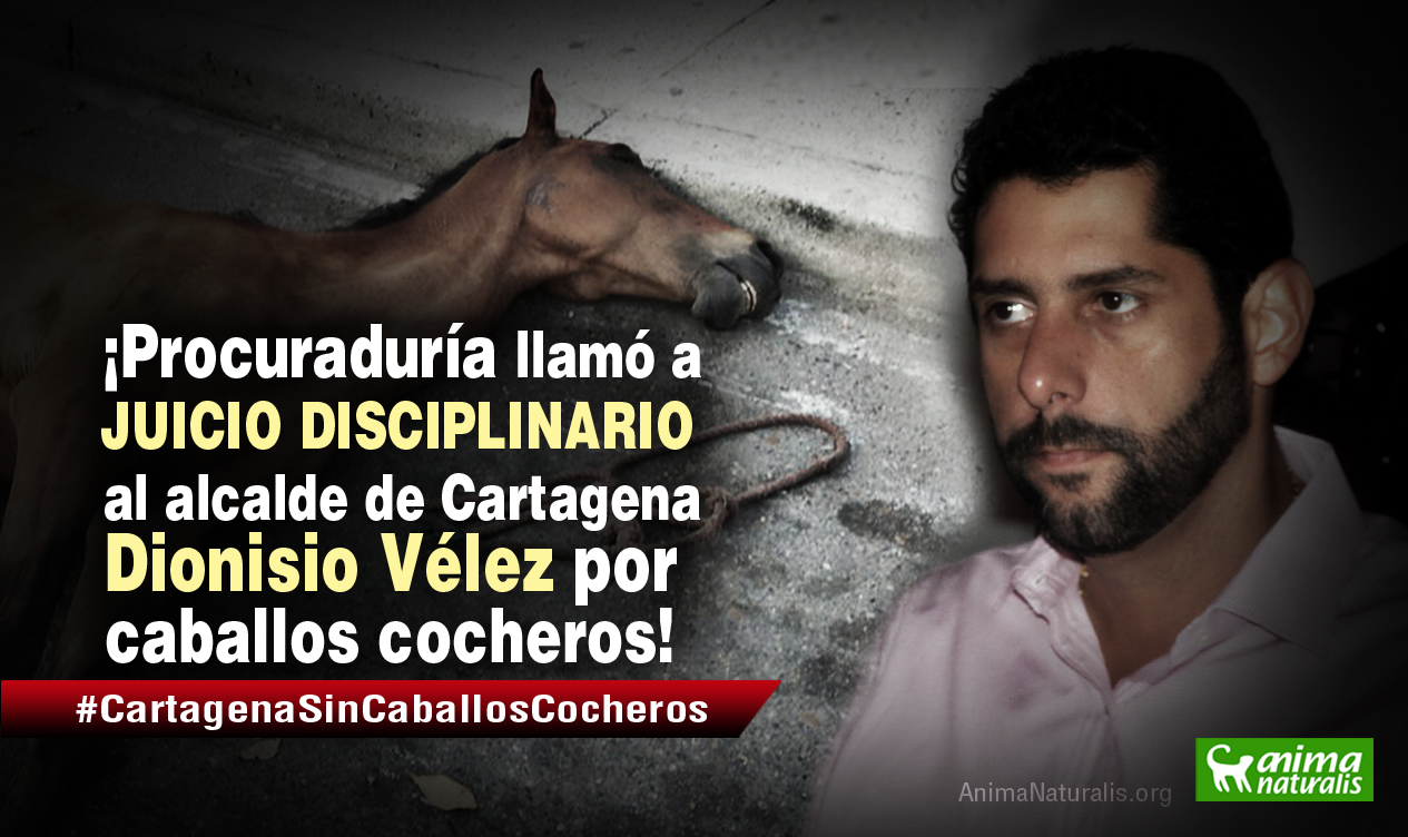 Acción popular empieza a dar frutos: Procuraduría llama a juicio disciplinario al alcalde de Cartagena por caballos cocheros Acción popular empieza a dar frutos: Procuraduría llama a juicio disciplinario al alcalde de Cartagena por caballos cocheros
