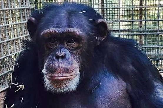La Fundación MONA quiere rescatar a Cheeta La Fundación MONA quiere rescatar a Cheeta