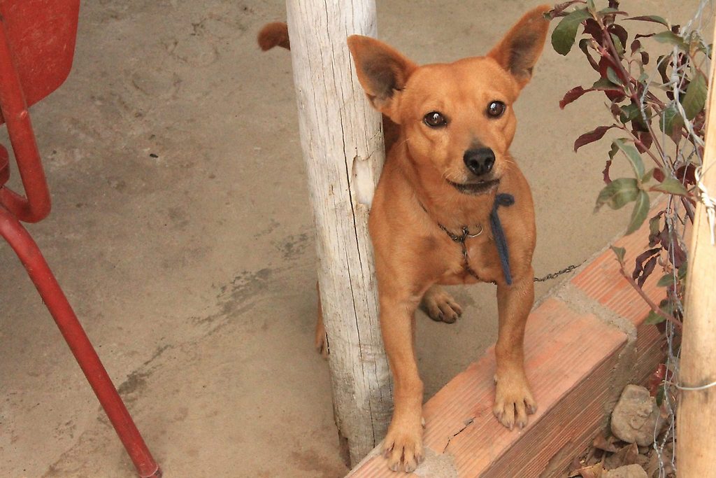 Animales abandonados en la frontera Colombia-Venezuela necesitan ayuda Animales abandonados en la frontera Colombia-Venezuela necesitan ayuda