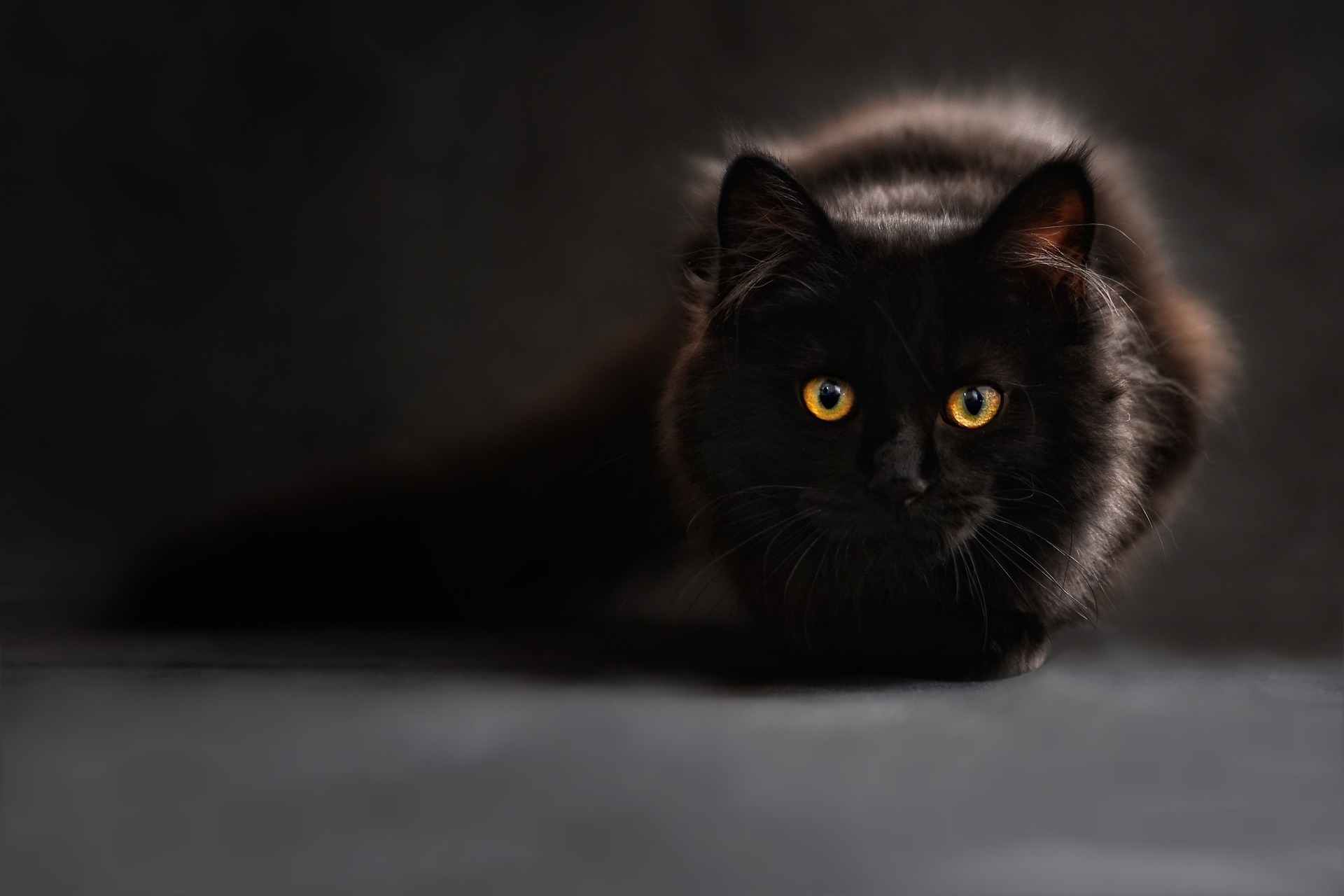 Gatos negros, víctimas de supersticiones y absurdas creencias Gatos negros, víctimas de supersticiones y absurdas creencias