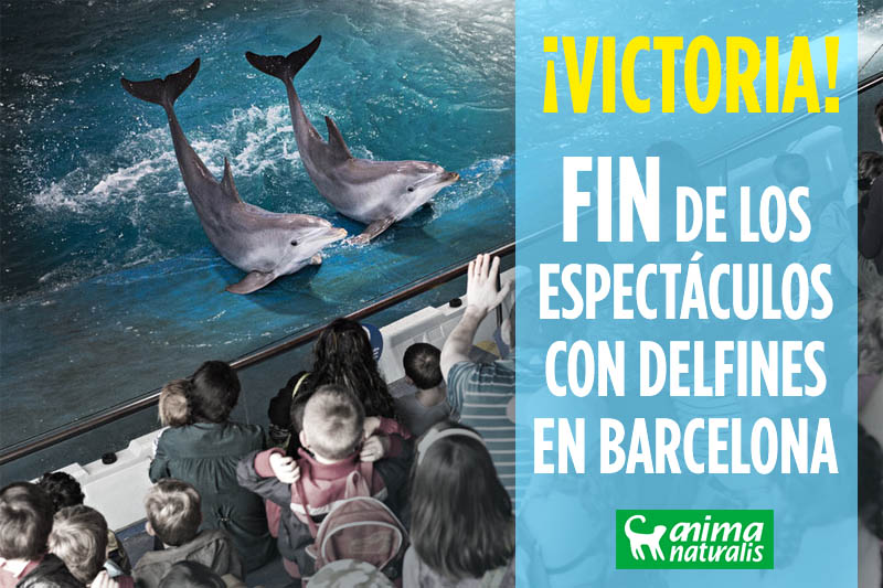 El zoo de Barcelona elimina el espectáculo con delfines El zoo de Barcelona elimina el espectáculo con delfines