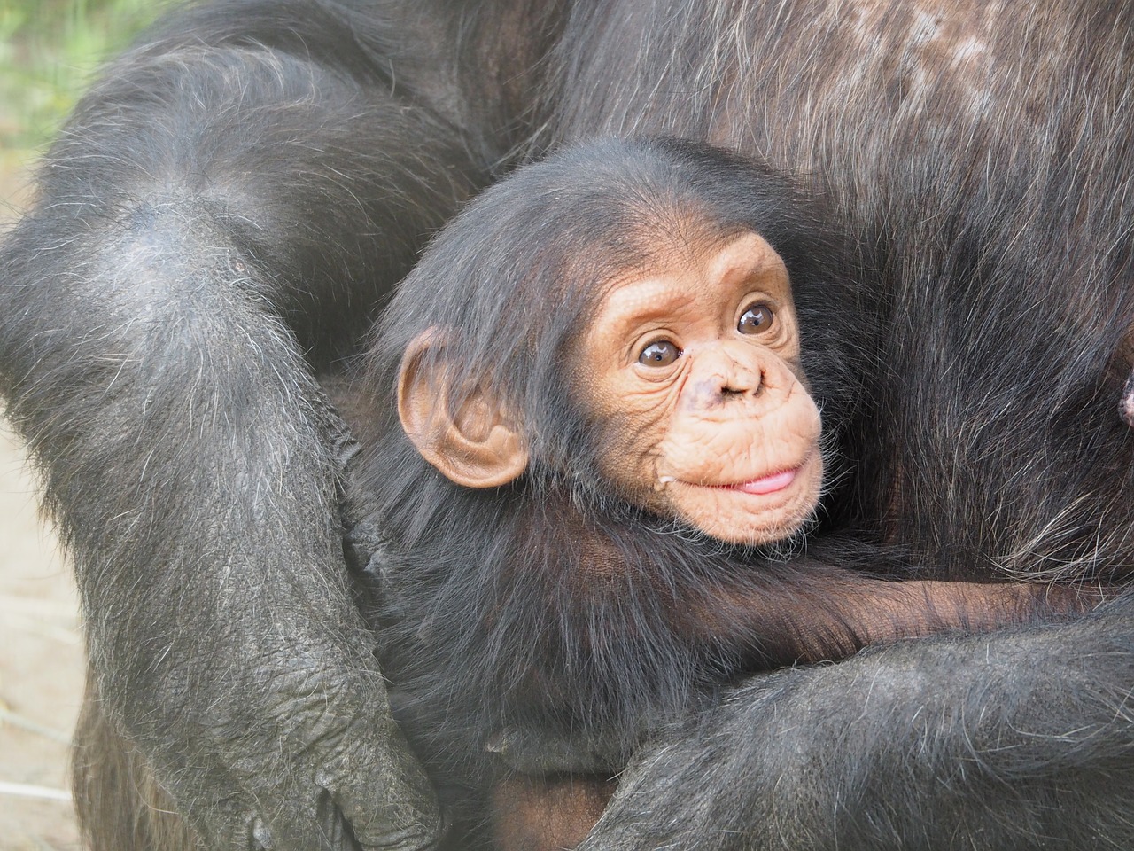 Gran noticia: Estados Unidos le pone fin a investigaciones biomédicas con chimpancés Gran noticia: Estados Unidos le pone fin a investigaciones biomédicas con chimpancés