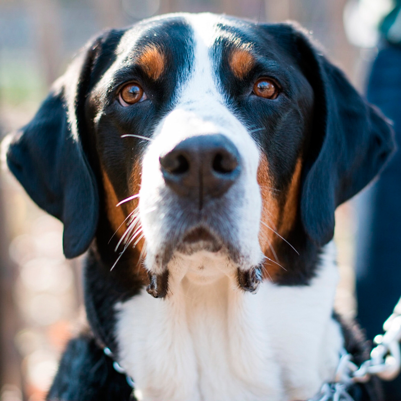 9 consejos para fotografiar a tu perro 9 consejos para fotografiar a tu perro
