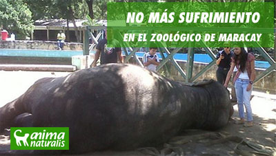 ¡Actúa ya! Por la cancelación de traer nuevos animales al zoo de Maracay ¡Actúa ya! Por la cancelación de traer nuevos animales al zoo de Maracay