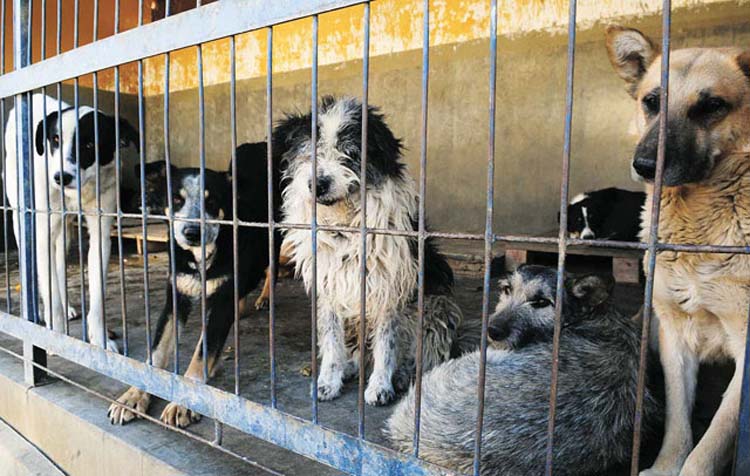 ¡Se suspende sacrificio de animales en antirrábico de Coyoacán! ¡Se suspende sacrificio de animales en antirrábico de Coyoacán!