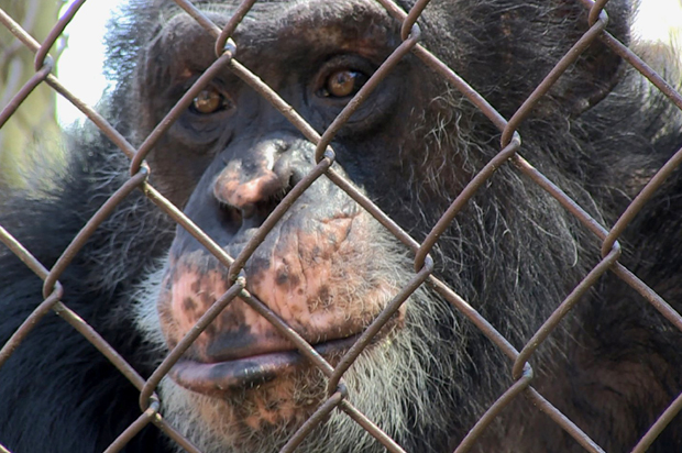 ¿Los animales son personas o son meros objetos que el capitalismo puede salvar? ¿Los animales son personas o son meros objetos que el capitalismo puede salvar?