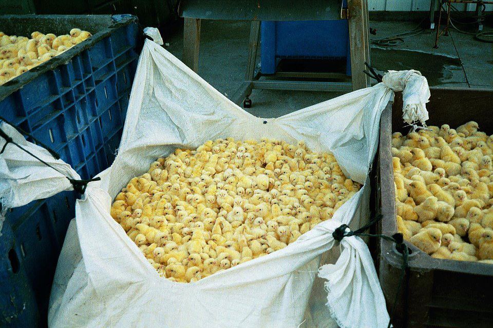Productores de huevo en Estados Unidos acabarán con la cruel eliminación de pollos macho Productores de huevo en Estados Unidos acabarán con la cruel eliminación de pollos macho