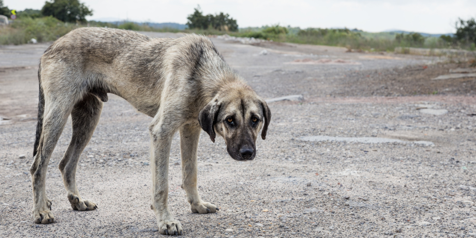 Maltrato animal: antesala de la violencia social Maltrato animal: antesala de la violencia social