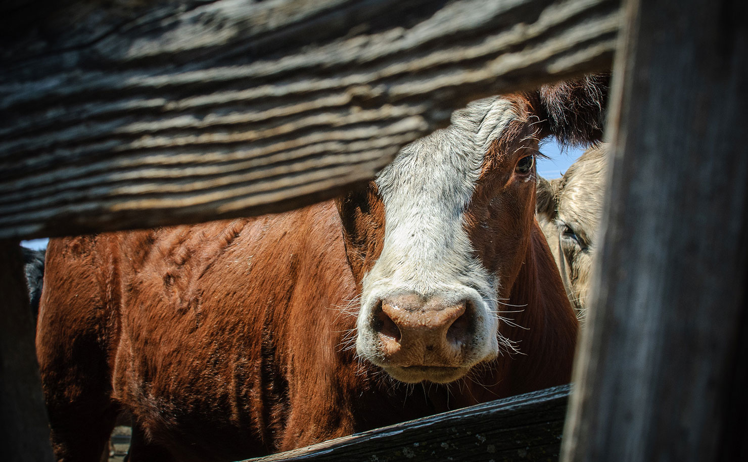 ¿Por qué pedir derechos para los animales? ¿Por qué pedir derechos para los animales?