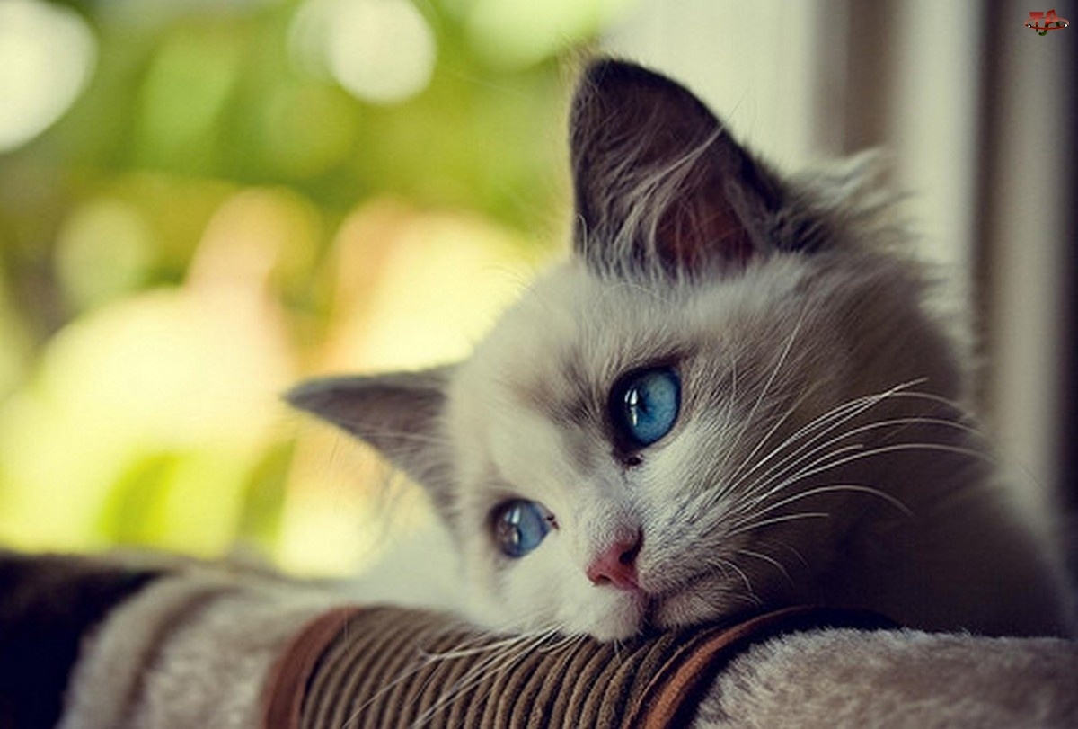 ¿Sientes el amor de los gatos? ¿Sientes el amor de los gatos?