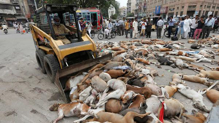 Matanza de perros en Pakistán: ¡ponte en acción! Matanza de perros en Pakistán: ¡ponte en acción!