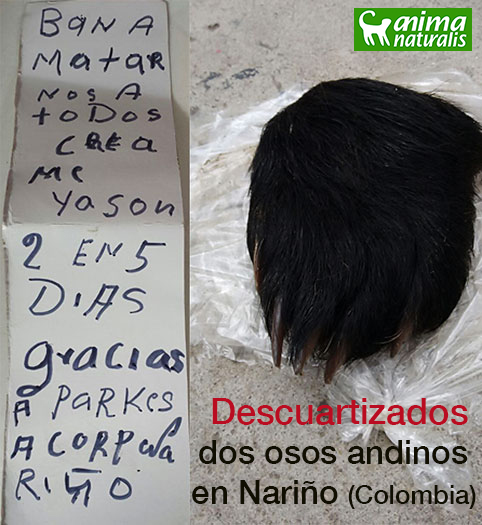 Descuartizados dos osos andinos Descuartizados dos osos andinos