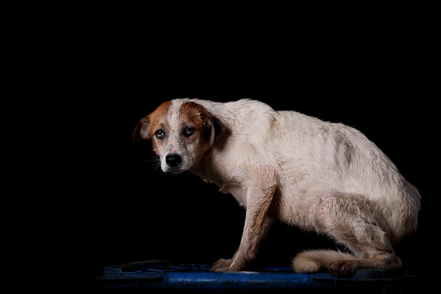 Los animales de Venezuela te necesitan más que nunca Los animales de Venezuela te necesitan más que nunca