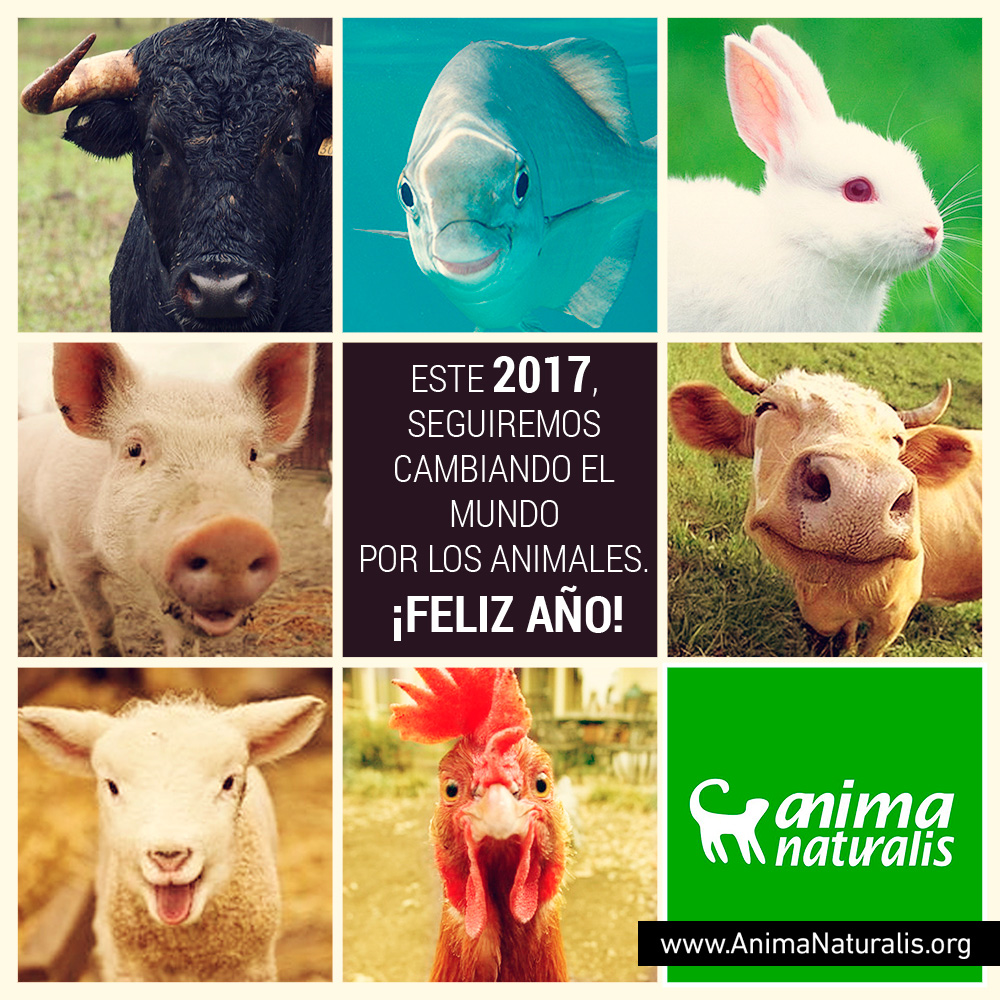 2016, un año más de victorias para los animales 2016, un año más de victorias para los animales