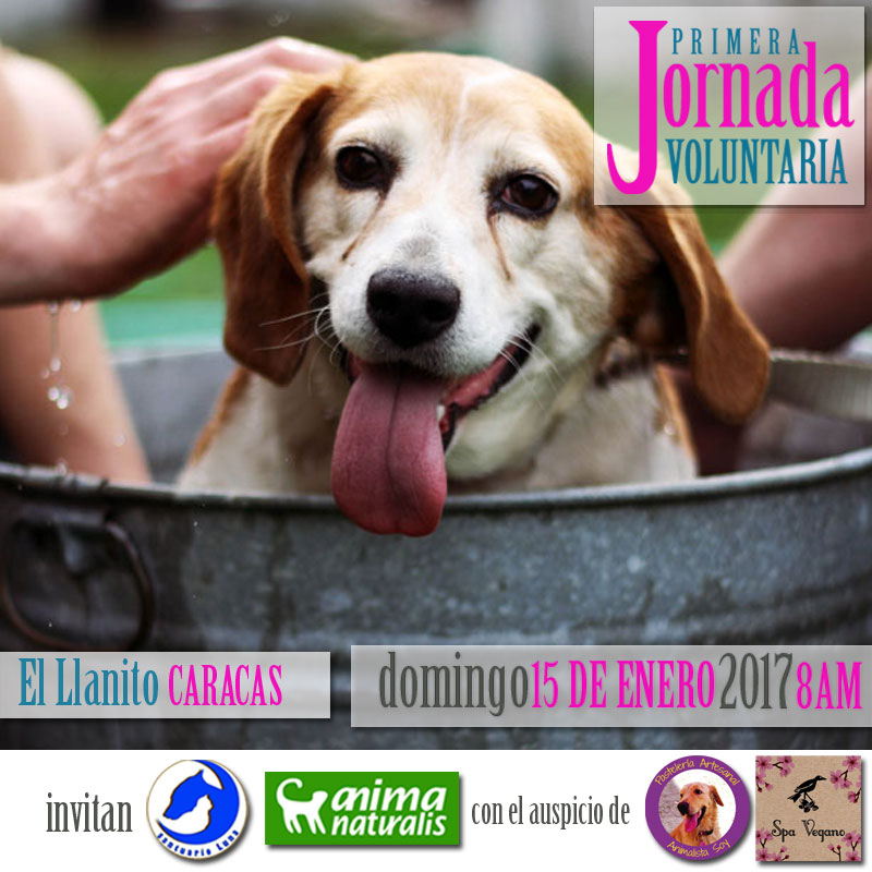 Caracas: ¡Apúntate en la primera Jornada Voluntaria! Caracas: ¡Apúntate en la primera Jornada Voluntaria!