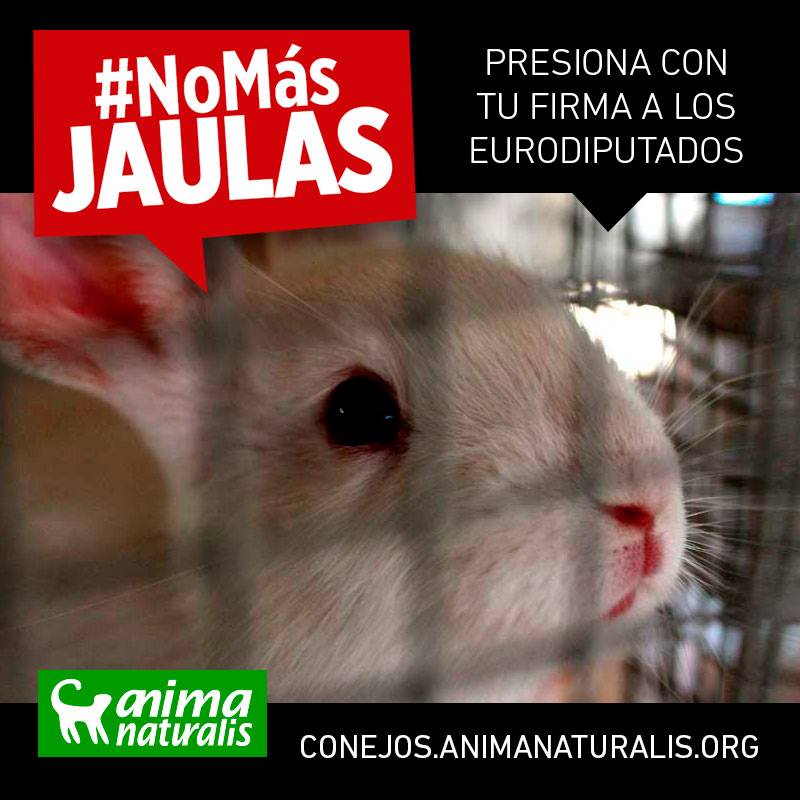 Los conejos te necesitan: ¡No más jaulas! Los conejos te necesitan: ¡No más jaulas!