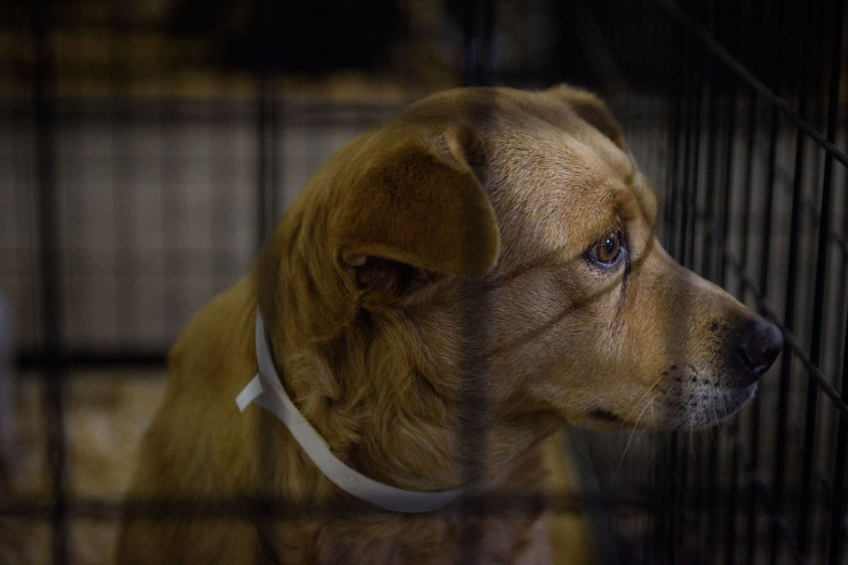 ¿Los animales sienten dolor? ¿Los animales sienten dolor?