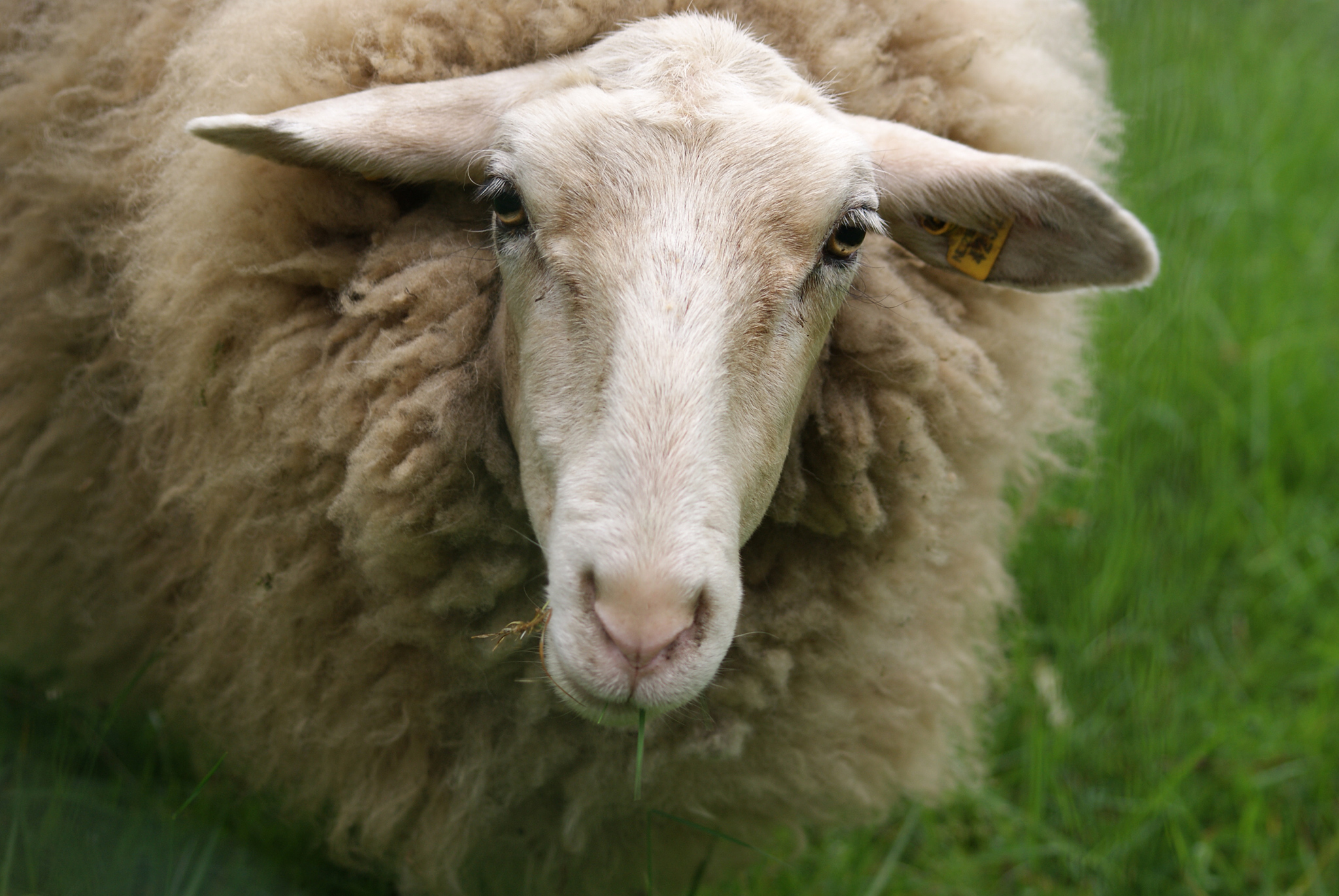 Diez razones para apoyar los derechos animales y su explicación Diez razones para apoyar los derechos animales y su explicación