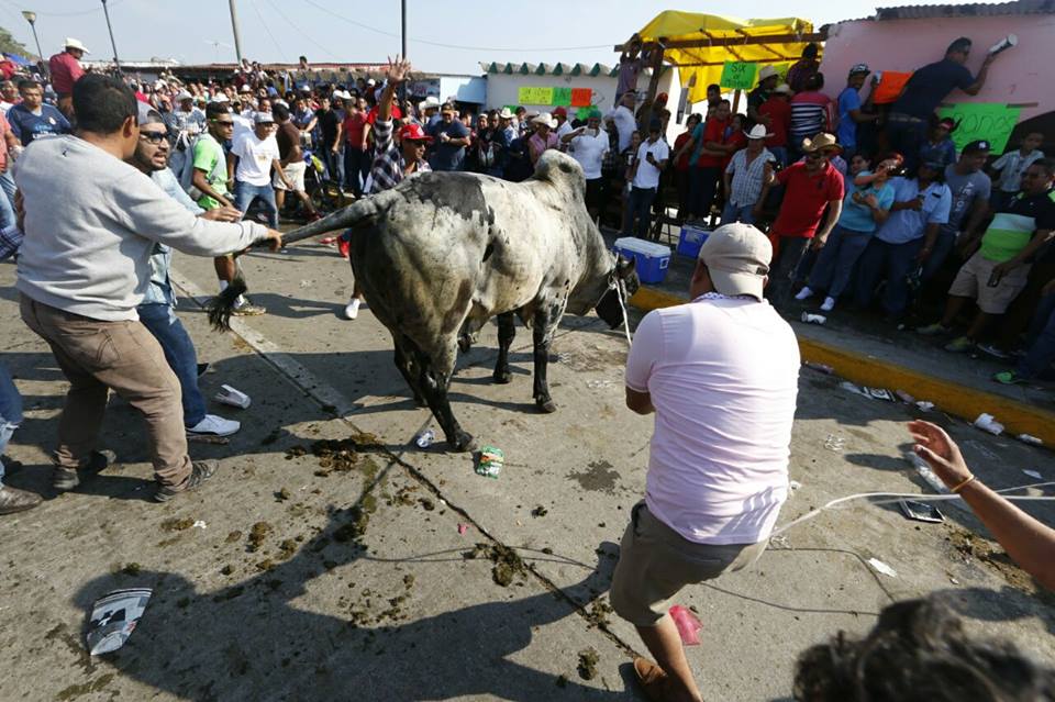 Dos toros fueron torturados por la muchedumbre en Tlacotalpan a pesar de prohibición Dos toros fueron torturados por la muchedumbre en Tlacotalpan a pesar de prohibición