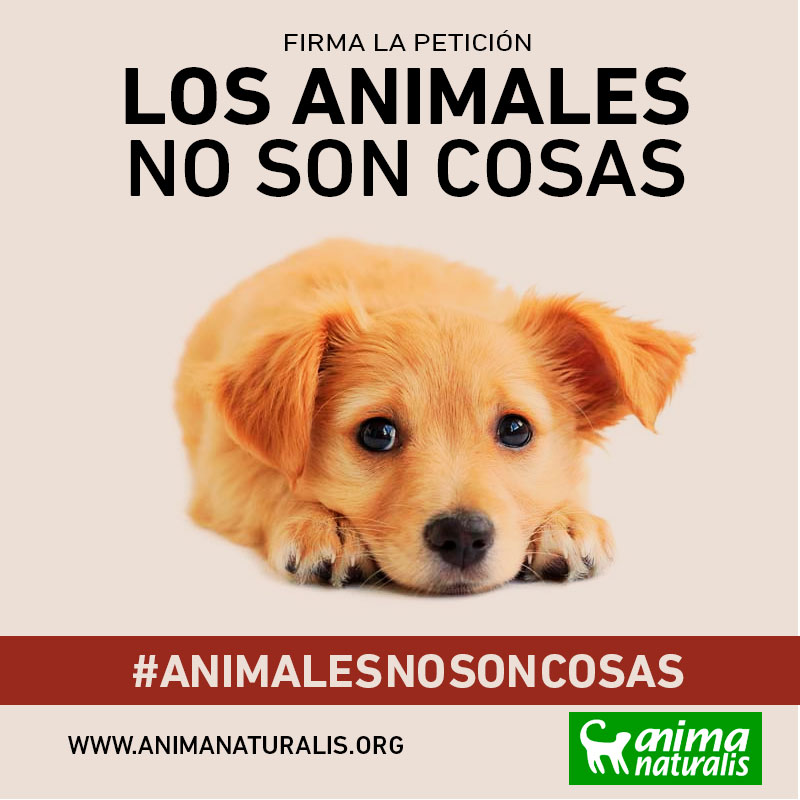 Los animales no son cosas ¡Actúa! Los animales no son cosas ¡Actúa!