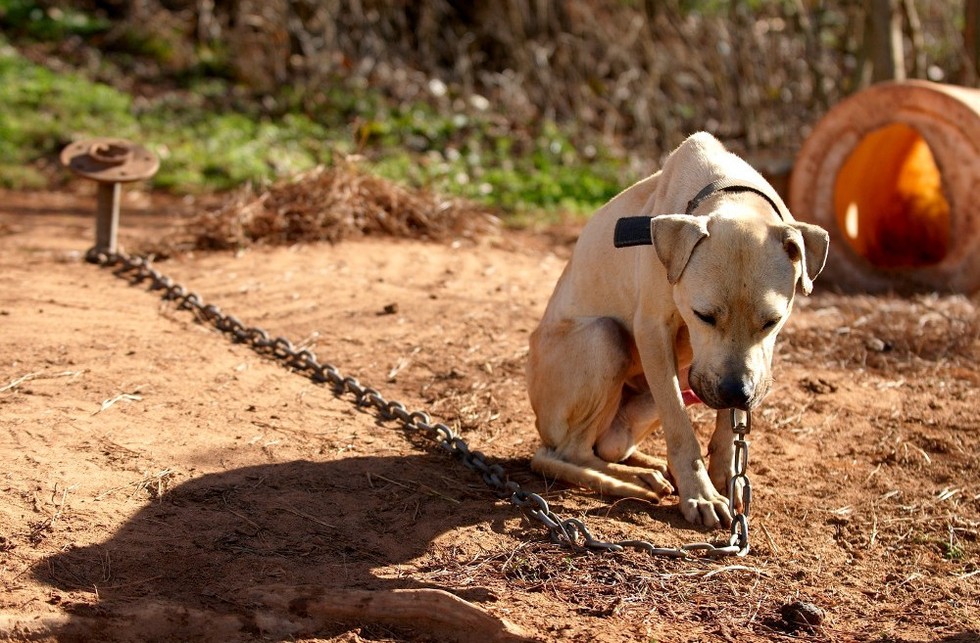 Eres la voz de los animales: ¡denuncia! Eres la voz de los animales: ¡denuncia!