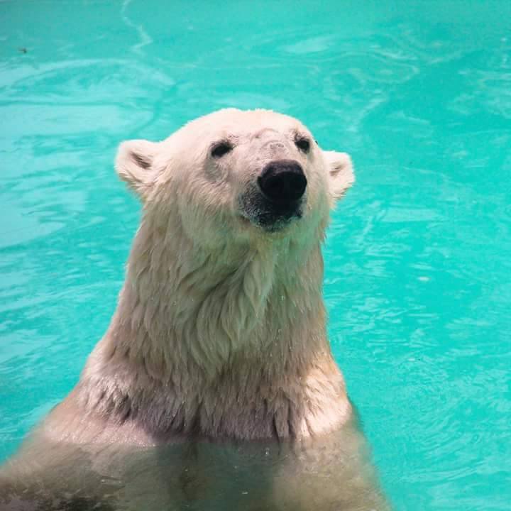 Informe de AnimaNaturalis sobre la osa polar Yupik Informe de AnimaNaturalis sobre la osa polar Yupik