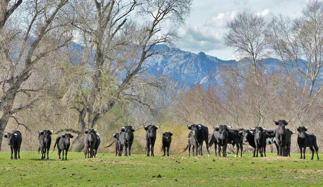 AnimaNaturalis pide actuaciones urgentes después del incendio en la Isla de los Toros AnimaNaturalis pide actuaciones urgentes después del incendio en la Isla de los Toros