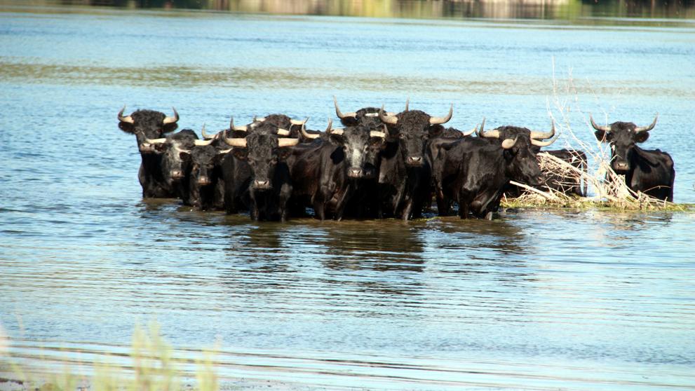 Nuestras propuestas para salvar toros salvajes de la Isla de Vinallop Nuestras propuestas para salvar toros salvajes de la Isla de Vinallop