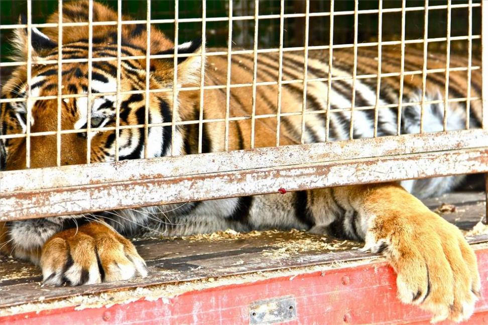Dos circos dejan de usar animales en sus espectáculos por el aumento de municipios que prohíben su uso Dos circos dejan de usar animales en sus espectáculos por el aumento de municipios que prohíben su uso
