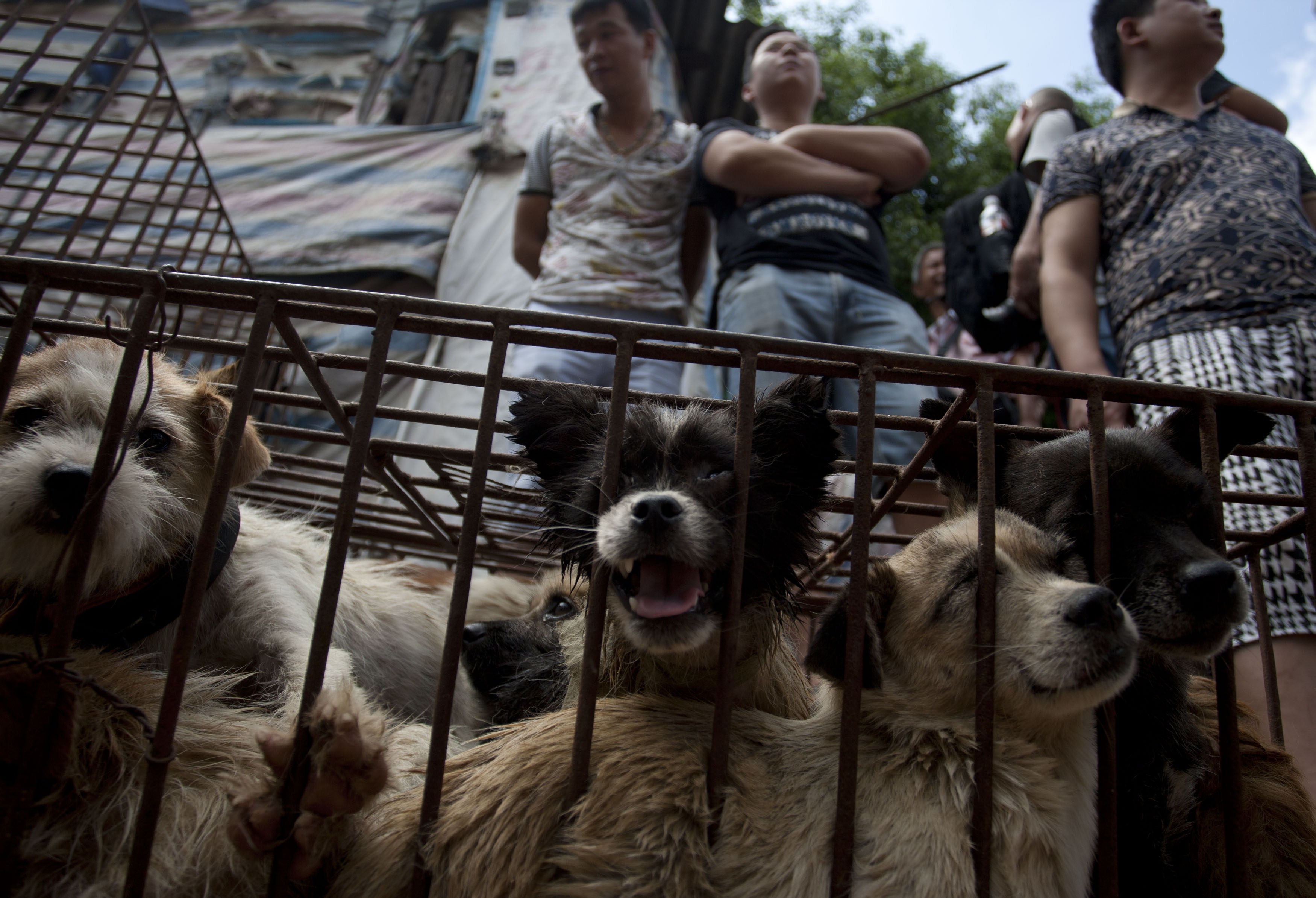 China pone fin al polémico Festival de Carne de Perro de Yulin China pone fin al polémico Festival de Carne de Perro de Yulin