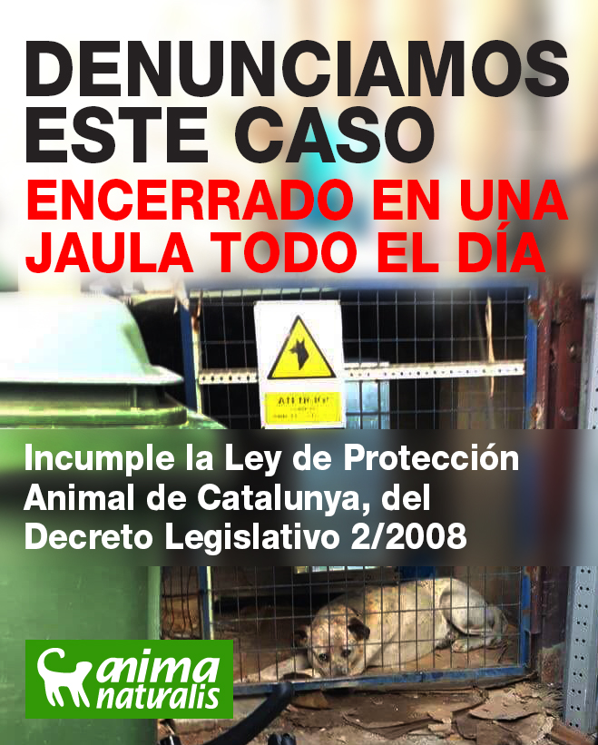 AnimaNaturalis denuncia un caso de un perro maltratado AnimaNaturalis denuncia un caso de un perro maltratado