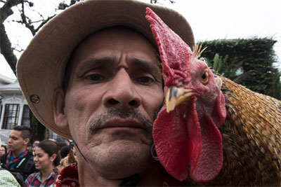 Costa Rica pone en vigor cárcel a quien agreda animales Costa Rica pone en vigor cárcel a quien agreda animales