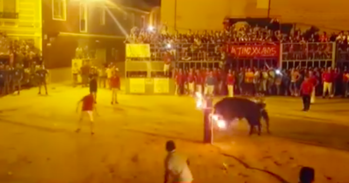 Toro muere súbitamente al golpearse contra un pilón en Foios Toro muere súbitamente al golpearse contra un pilón en Foios
