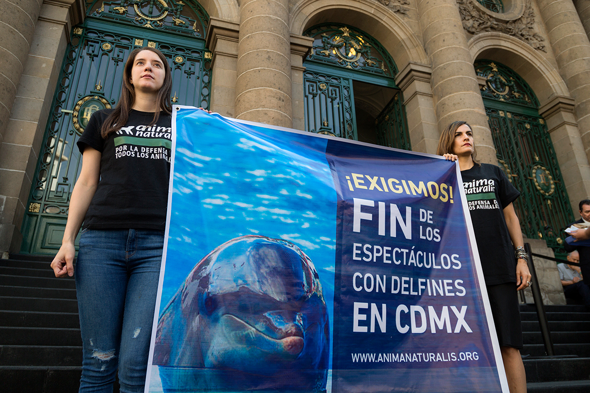 Ciudad de México pone fin a los espectáculos con delfines por unanimidad Ciudad de México pone fin a los espectáculos con delfines por unanimidad