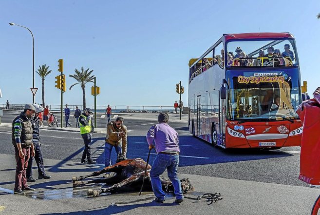 La realidad de las galeras de caballos en Palma de Mallorca La realidad de las galeras de caballos en Palma de Mallorca