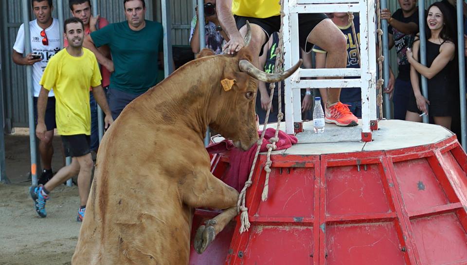 AnimaNaturalis denuncia la presunta muerte de un 'bou' en las fiestas en Deltebre AnimaNaturalis denuncia la presunta muerte de un 'bou' en las fiestas en Deltebre