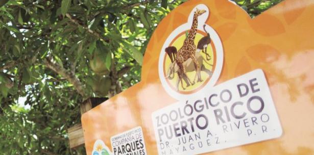 Recomiendan enviar animales del zoológico de Mayagüez a santuarios de EEUU Recomiendan enviar animales del zoológico de Mayagüez a santuarios de EEUU
