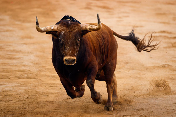 Entra en vigor la ley que prohíbe torturar y matar toros en Baleares Entra en vigor la ley que prohíbe torturar y matar toros en Baleares