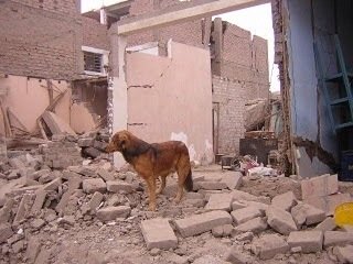 Qué y cómo hacer con los animales en caso de sismos Qué y cómo hacer con los animales en caso de sismos