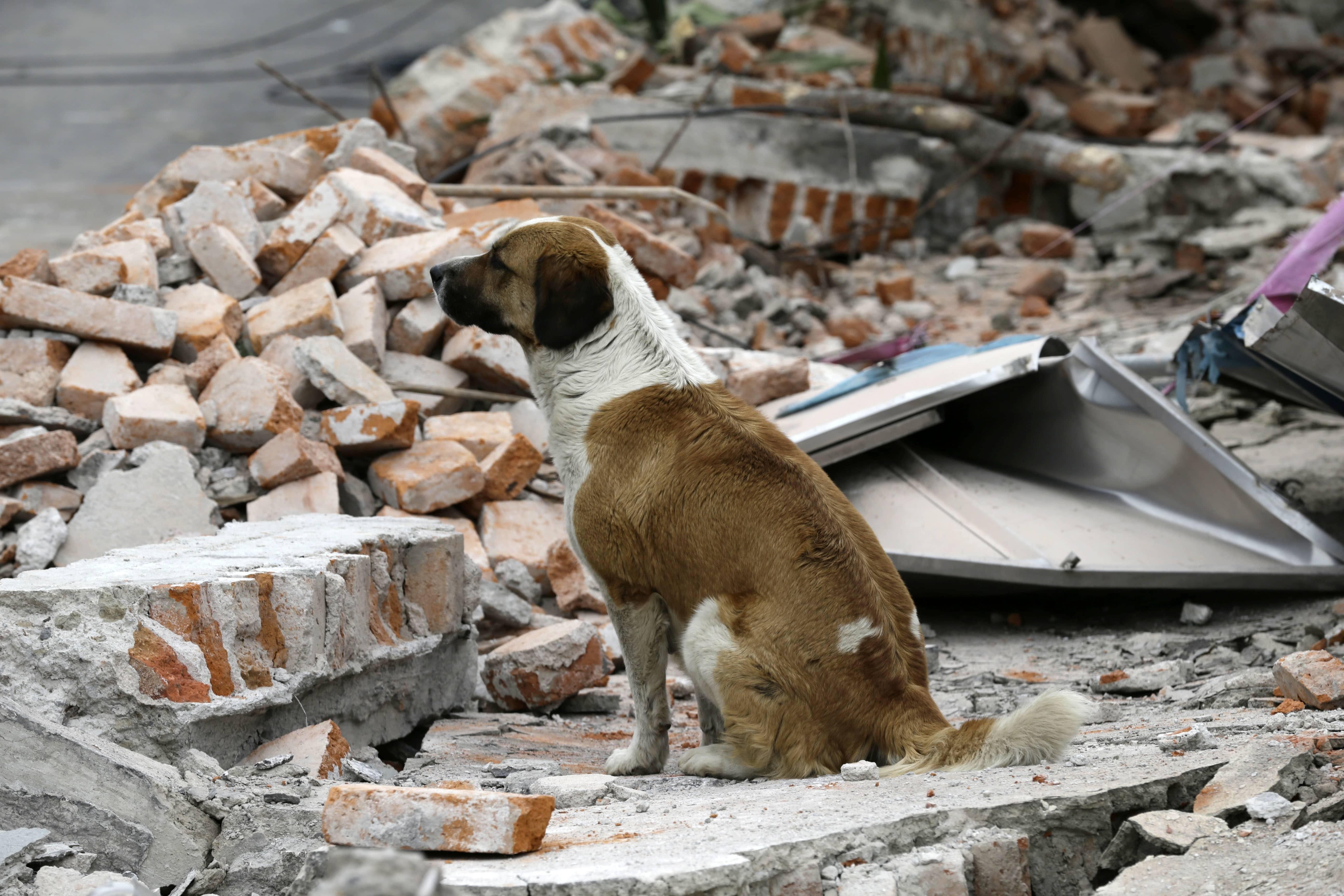 Ayúdanos a apoyar el rescate de los animales afectados por el terremoto de México Ayúdanos a apoyar el rescate de los animales afectados por el terremoto de México