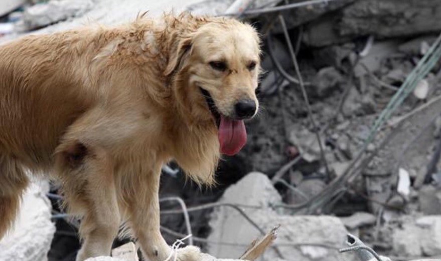 Las víctimas no humanas de los terremotos en México Las víctimas no humanas de los terremotos en México