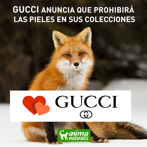 Gucci prohibirá las pieles en sus colecciones Gucci prohibirá las pieles en sus colecciones