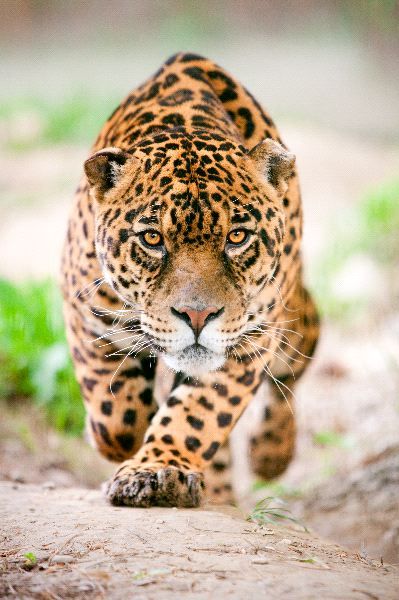 Tráfico de pieles y dientes amenaza al Jaguar Tráfico de pieles y dientes amenaza al Jaguar