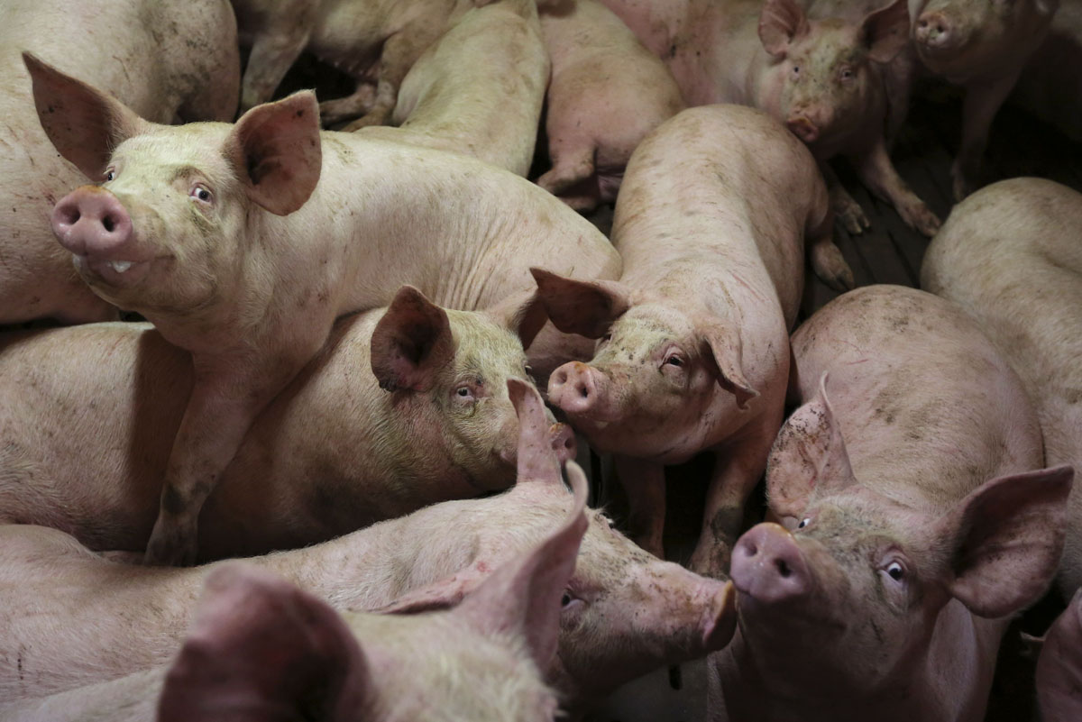 España no será auditada por la comisión de Bienestar Animal de la Unión Europea España no será auditada por la comisión de Bienestar Animal de la Unión Europea