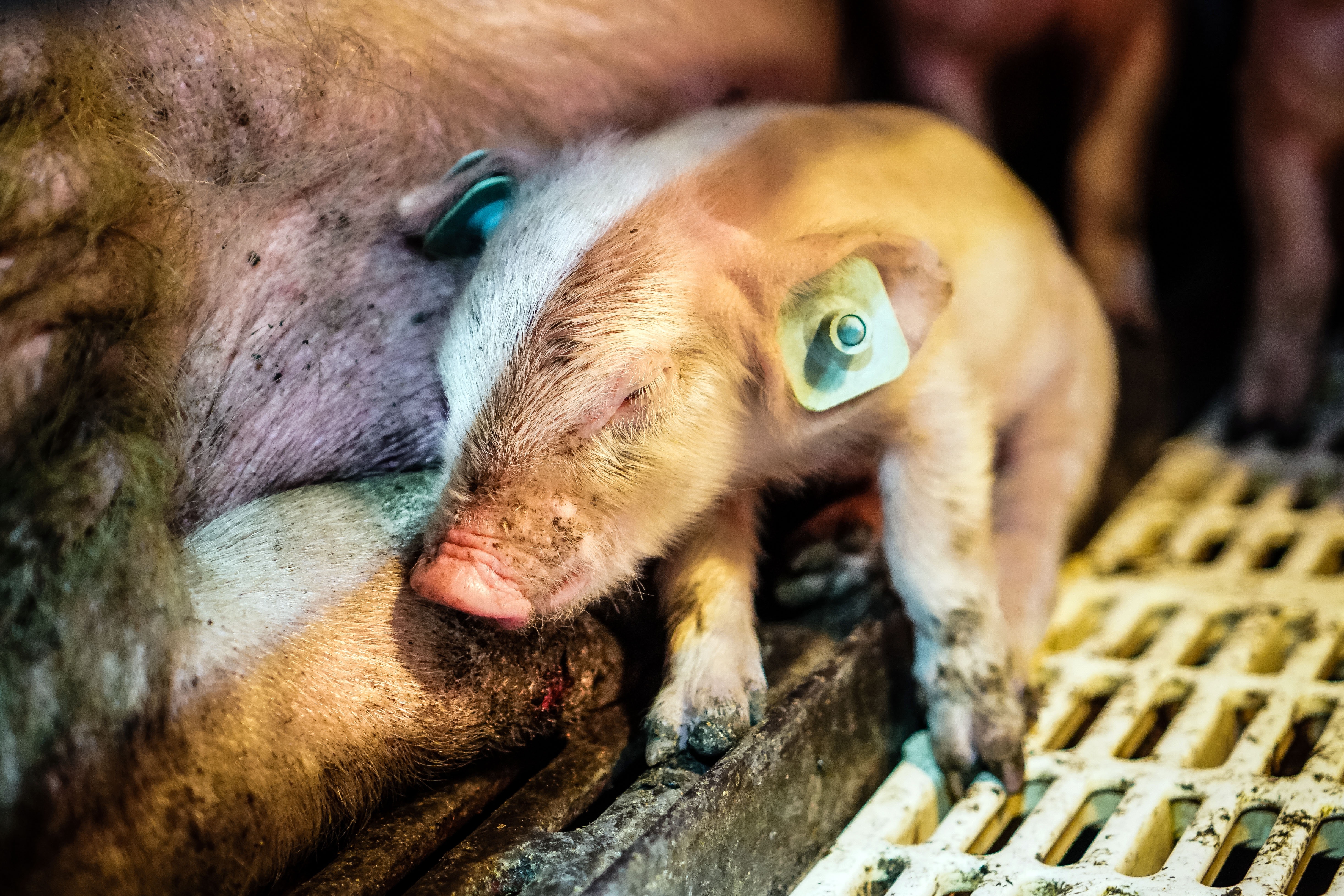 España atiborra a sus animales con antibióticos España atiborra a sus animales con antibióticos