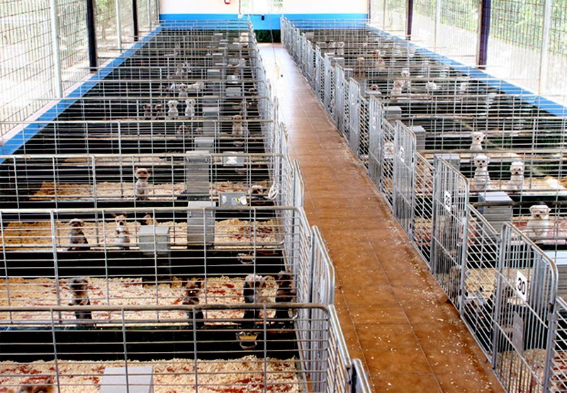 Las tiendas que venden animales viven sus últimas horas Las tiendas que venden animales viven sus últimas horas