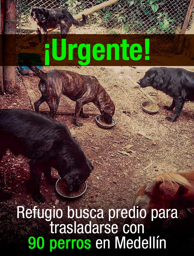 ¡Urgente! Refugio Corpanimales busca predio para trasladarse con 90 perros en Medellín ¡Urgente! Refugio Corpanimales busca predio para trasladarse con 90 perros en Medellín